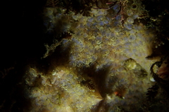 Clavelinidae