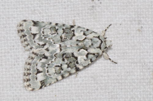 Marbled Green, photo 2 of 9
