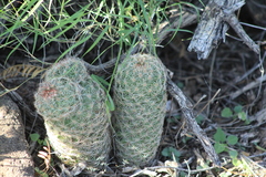 Escobaria chihuahuensis