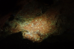 Clavelinidae