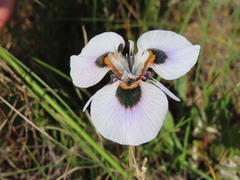 Moraea villosa