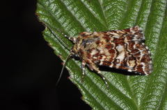 Anarta myrtilli