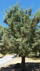 Cupressus stephensonii