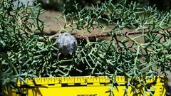 Cupressus stephensonii