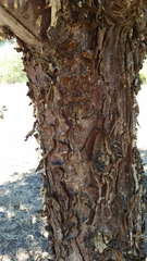 Cupressus stephensonii