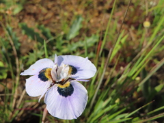 Moraea villosa