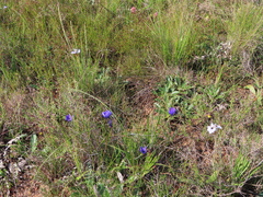 Moraea villosa