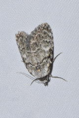 Meganola strigula
