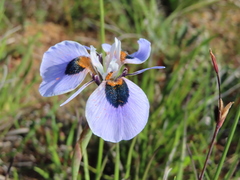 Moraea villosa