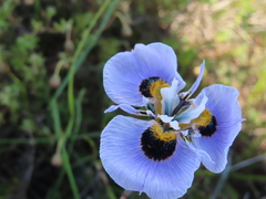 Moraea villosa