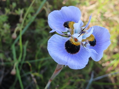 Moraea villosa