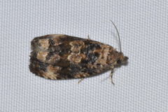 Endothenia gentianaeana