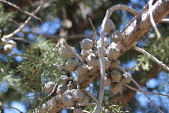 Cupressus stephensonii