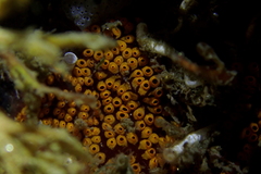 Botrylloides diegensis