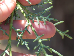 Cupressus stephensonii