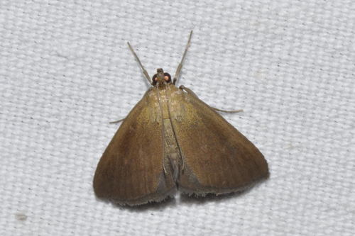 Evergestis mundalis