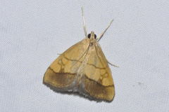 Evergestis limbata