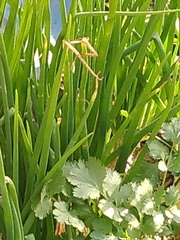 Angiospermae