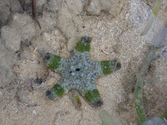 Protoreaster lincki