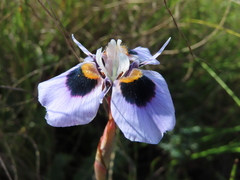 Moraea villosa