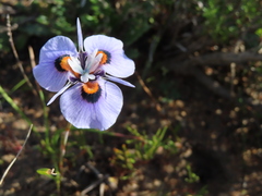Moraea villosa