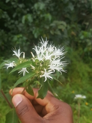 Virectaria multiflora