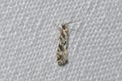 Nemapogon variatella