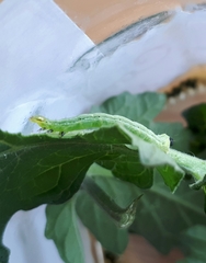 Chrysodeixis chalcites