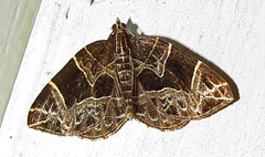 Gandaritis atricolorata