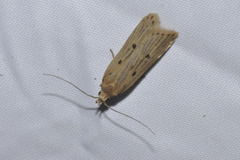 Acompsia tripunctella