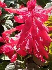 Salvia splendens