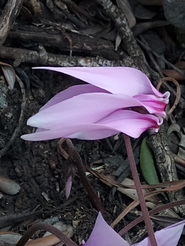 Cyclamen image