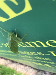 Microcentrum rhombifolium