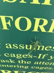 Microcentrum rhombifolium