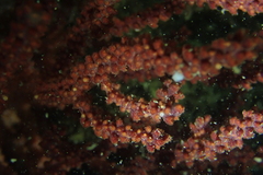 Muricea fruticosa image