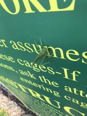 Microcentrum rhombifolium