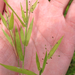 Peat Grass - Photo (c) Jason Whittle, some rights reserved (CC BY-NC-ND), uploaded by Jason Whittle