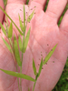 Peat Grass - Photo (c) Jason Whittle, some rights reserved (CC BY-NC-ND), uploaded by Jason Whittle