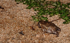 Breviceps adspersus