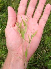 Dichanthelium lanuginosum