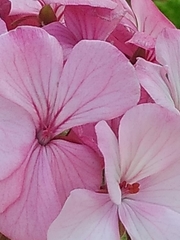 Pelargonium