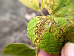 Phyllocnistis vitegenella