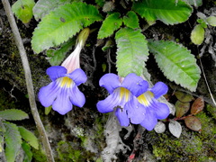Henckelia mishmiensis
