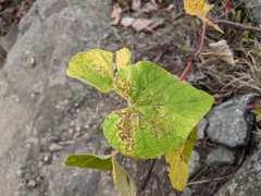 Phyllocnistis vitegenella