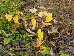 Phyllocnistis vitegenella