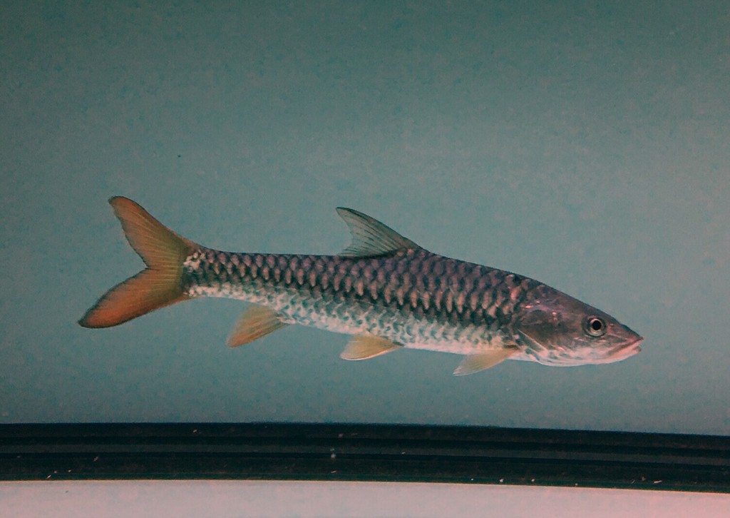 Assam Mahseer
