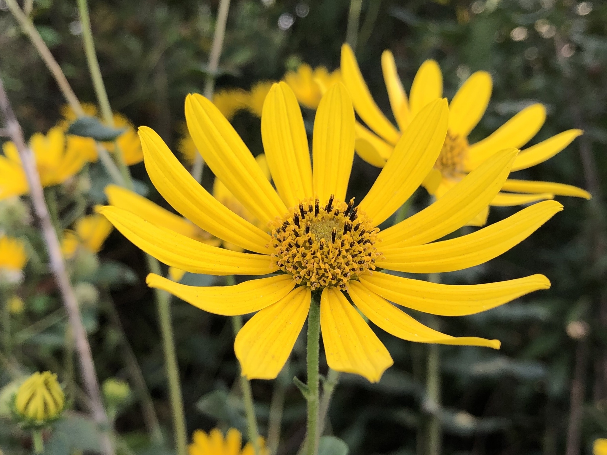 Helianthus floridanus