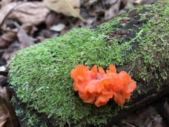 Guepinia helvelloides