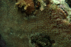 Symplegma reptans