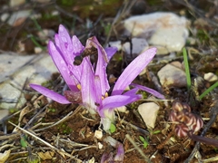 Colchicum montanum